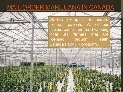 mail order marijuana chicoutimi-jonquière  Find Medical and Recreational Marijuana dispensaries in Chicoutimi-Jonquiere, Quebec, Canada